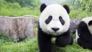 Baby_Panda_hd_laptop_1366x768