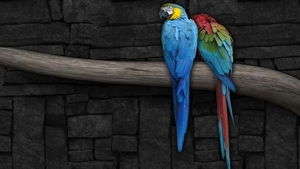 Blue_Macaw_parrots_wallpaper_1366x768