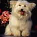 Coton_de_tulear_1366x768_laptop