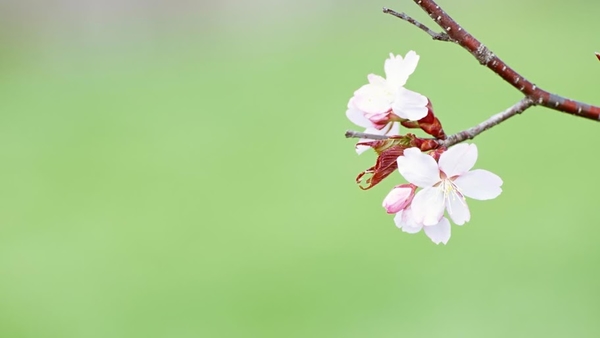 HD_resolution_Spring_flowering