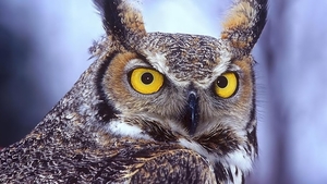 Long-eared_owl_1366x768_backgrounds