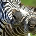 Zebras_hd_netbook_1366x768