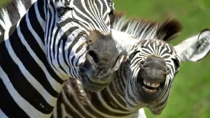 Zebras_hd_netbook_1366x768