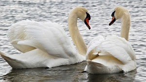 Pair_of_swans_hd_computer_resolution