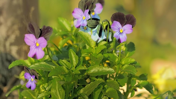 Pansies_laptop_backgrounds