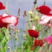 Poppy_wild_meadows_hd_resolution