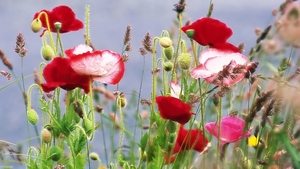 Poppy_wild_meadows_hd_resolution