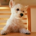 Puppy_netbook_wallpaper