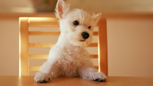 Puppy_netbook_wallpaper