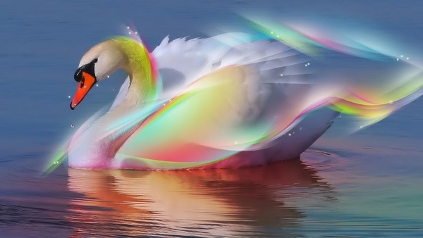 Swan_netbook_wallpaper