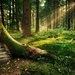 fantasy-desktop-wallpaper-with-enchanted-forest