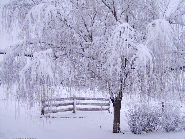 wallpaper-fence-and-tree-with-snow