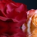 Water_and_Roses_laptop_backgrounds