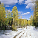 winter-wallpaper-with-snow-in-woods