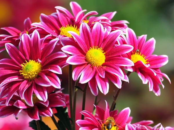 572269_beautiful-flowers-wallpapers-free-download_1920x1080_h