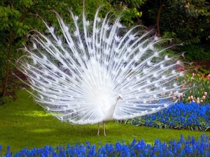 Wallpaper-Of-White-Peacock-13