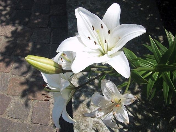 bloemen 105 (Small)