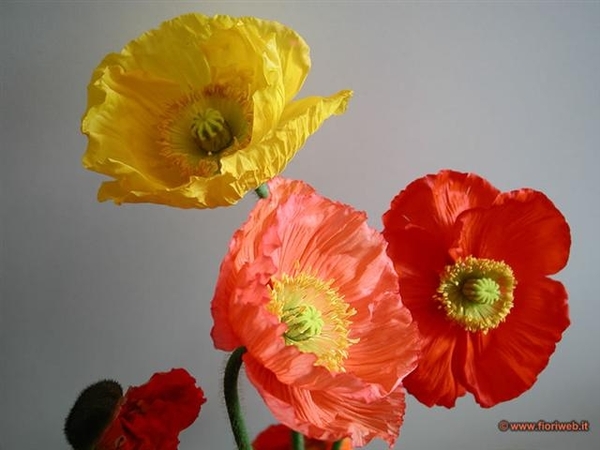 bloemen 130 (Small)