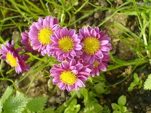 bloemen 216 (Small)