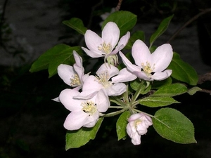 bloemen 282 (Small)