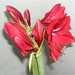 bloemen 283 (Small)