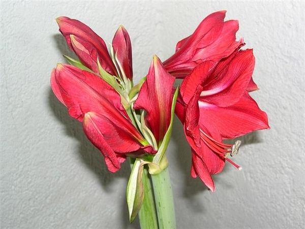 bloemen 283 (Small)