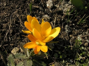 bloemen 356 (Small)