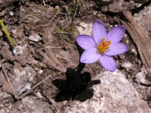 bloemen 371 (Small)