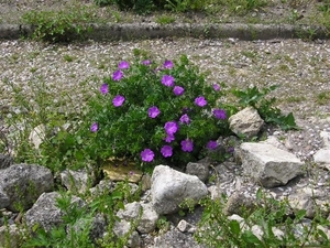 bloemen 449 (Small)