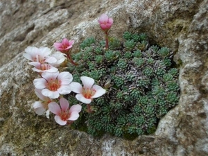 bloemen 459 (Small)