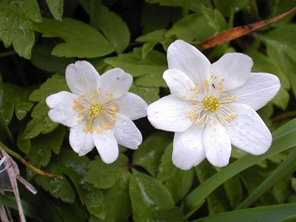 bloemen 53 (Small)