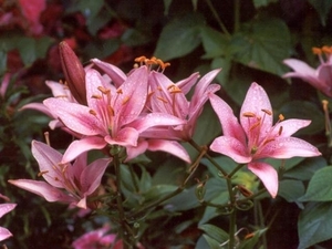 bloemen 97 (Small)