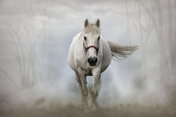 horse-1864334_960_720