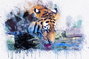 tiger-2702447_960_720