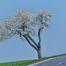 tree-3249407_960_720