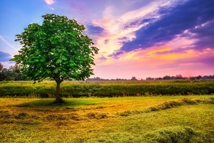 chestnut-tree-2010577_960_720