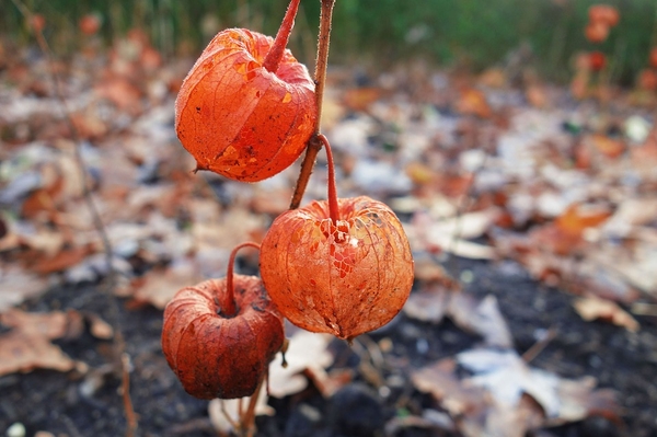 ground-cherry-2993973_960_720