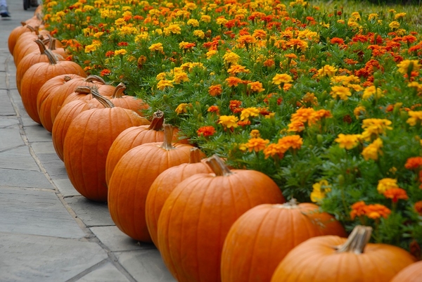 pumpkin-2868748_960_720