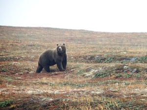 bear-2646624_960_720