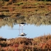 black-winged-stilt-3152063_960_720