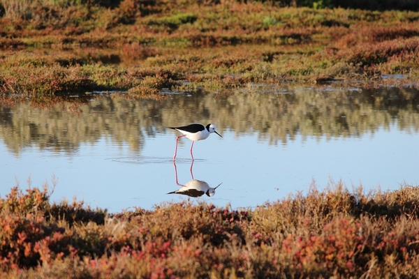 black-winged-stilt-3152063_960_720