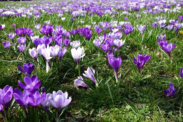 crocus-3299658_960_720