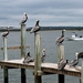 pelicans-3308599_960_720