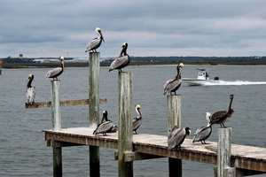 pelicans-3308599_960_720