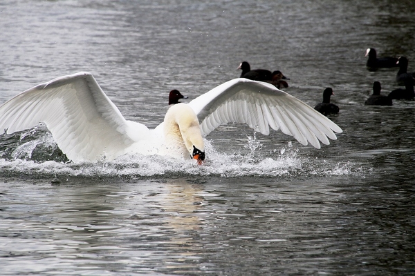 swan-3247590_960_720