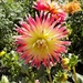 dahlia-3086608_960_720