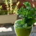 green-smoothie-2611407_960_720