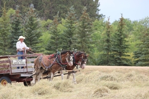 horses-3092741_960_720