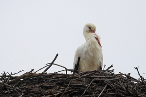 stork-3286335_960_720