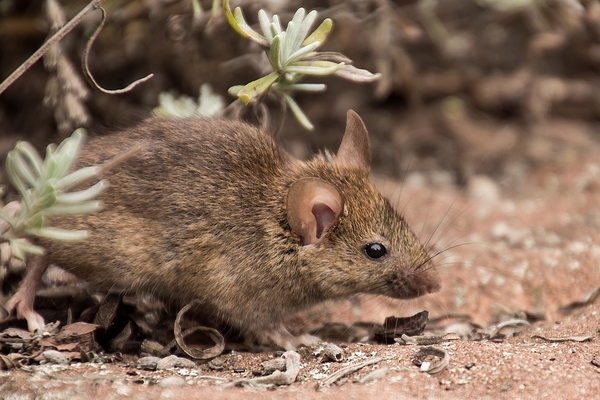 field-mouse-3311668_960_720